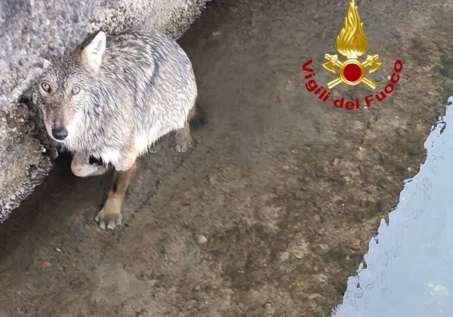 Lupo nel Naviglio, intervento dei veterinari di Ats Magenta
