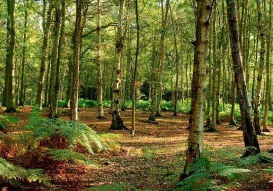 Lombardia, superficie boschiva cresciuta del 45% in dieci anni