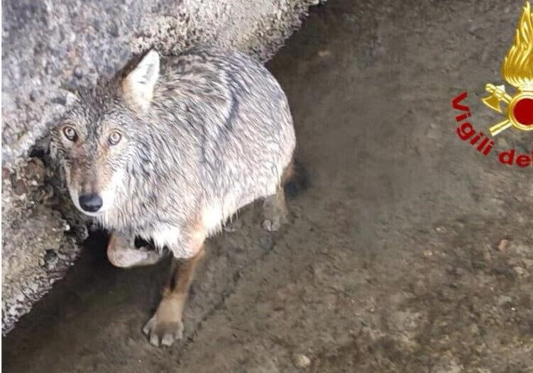 Animali, Comazzi: “Massimo impegno per Nemo, il giovane lupo salvato sul Naviglio”