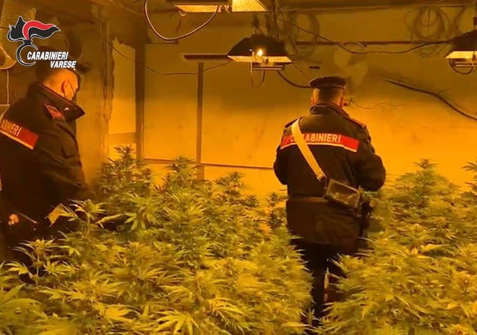 Gallarate, droga.. come snack: maxi operazione da 14 arresti