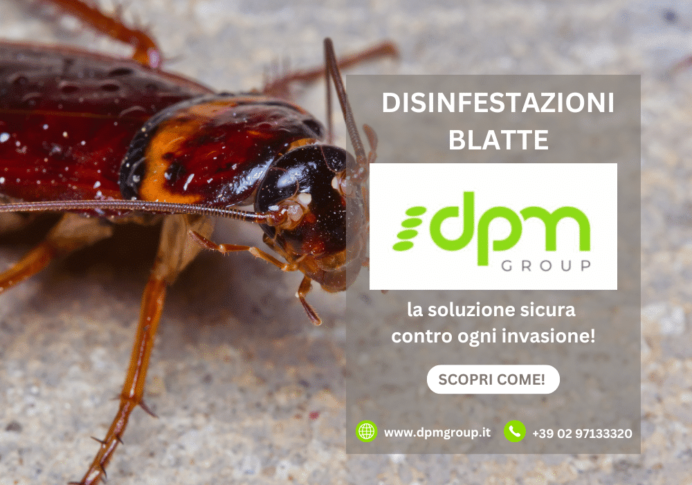 Blatte: non solo un problema di igiene, ma anche di salute pubblica. DPM Group interviene con metodi professionali e mirati