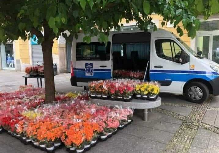Magenta, Aicit: dopo i 44 anni di fondazione, nel week end torna il banchetto con le begonie