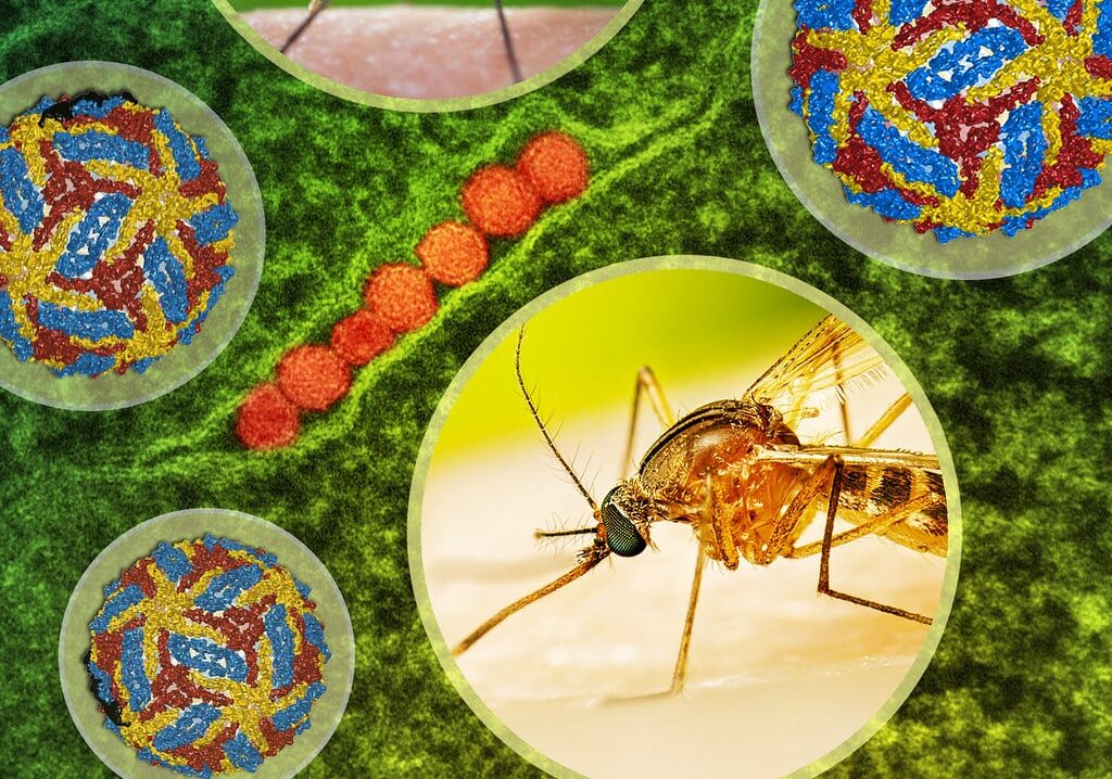 West  Nile, restrizioni a donatori di sangue in 31 province