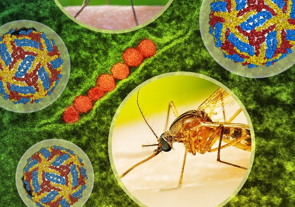 West Nile, 2 morti e 10 casi in Italia