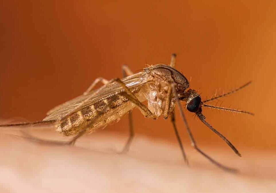 West Nile, cinque casi da gennaio: a Novara e in Lombardia