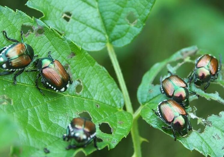 Regione Lombardia ancora contro la Popilla Japonica
