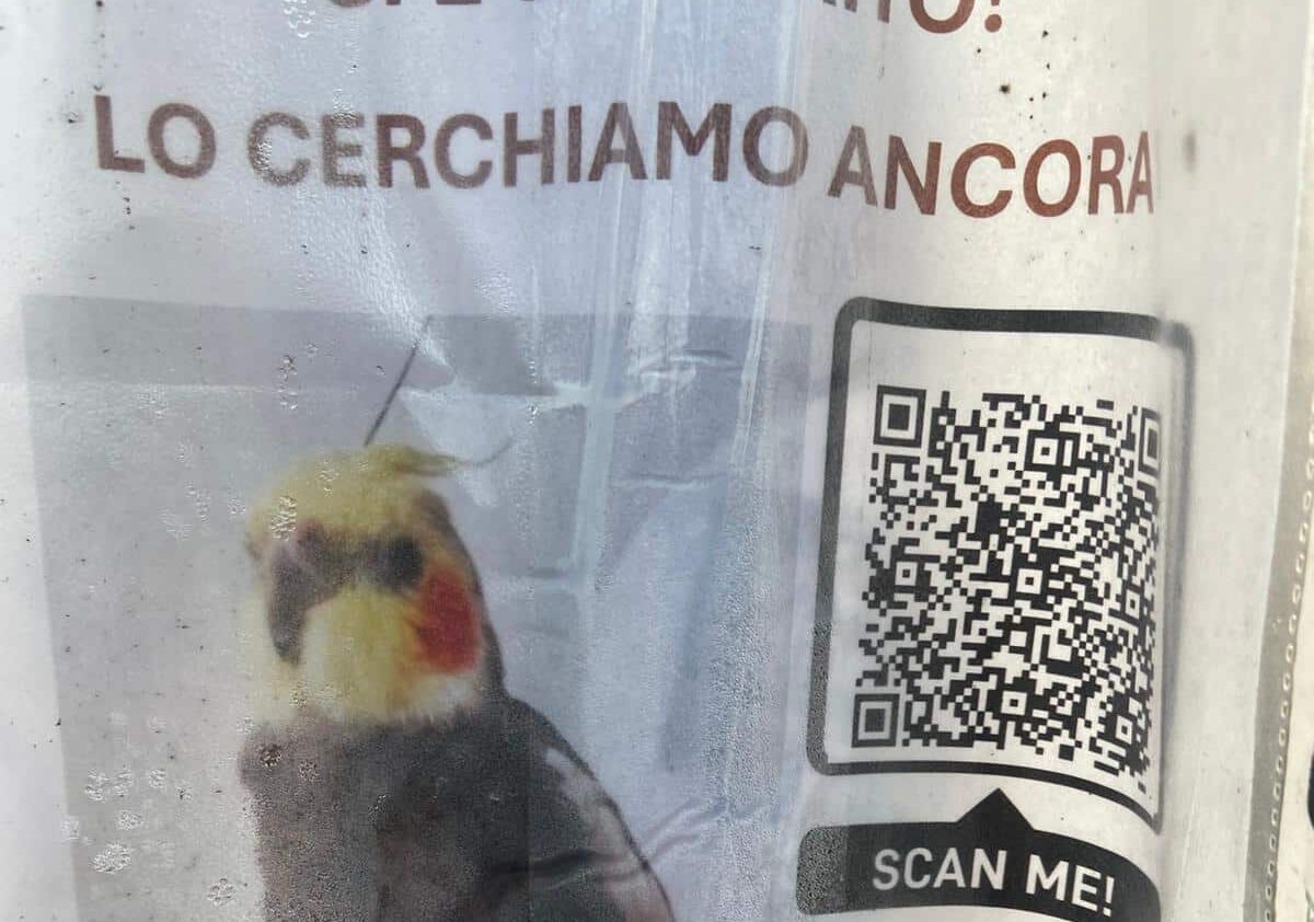 Boffalora sopra Ticino. Calopsita smarrito, i padroni non si rassegnano. 5 mila euro di ricompensa per chi ritrova Leo