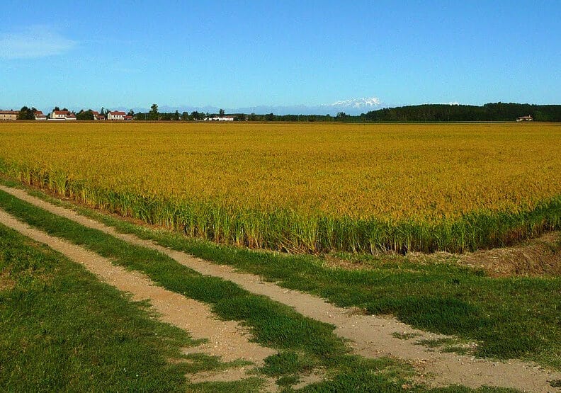 Manovra/2: Cia, accolti nostri correttivi. Agricoltura merita visione politica più forte