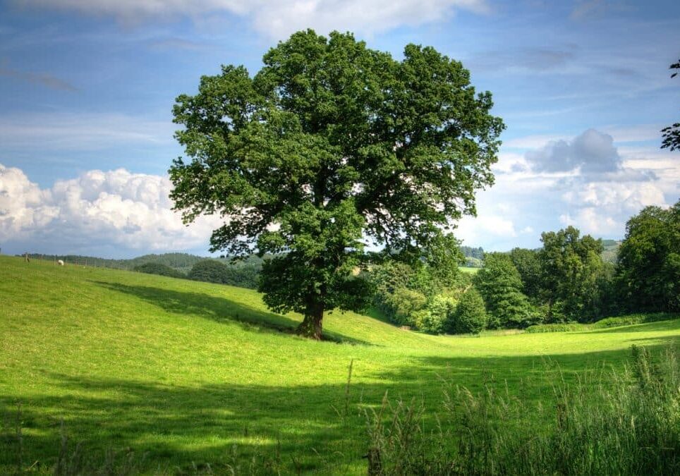 30 milioni per le foreste da Regione Lombardia