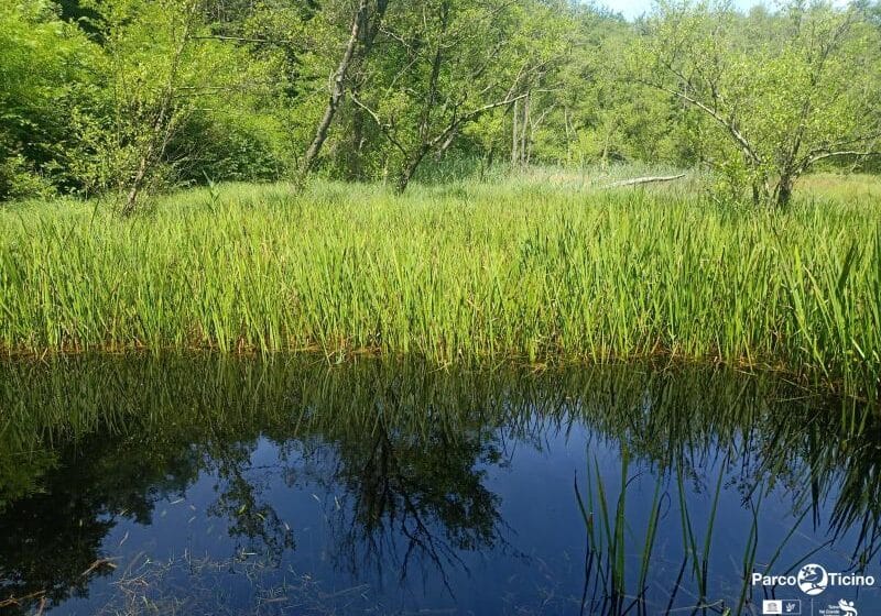 Il Rio Capricciosa, un patrimonio naturale da tutelare: al via gli interventi nel Parco del Ticino