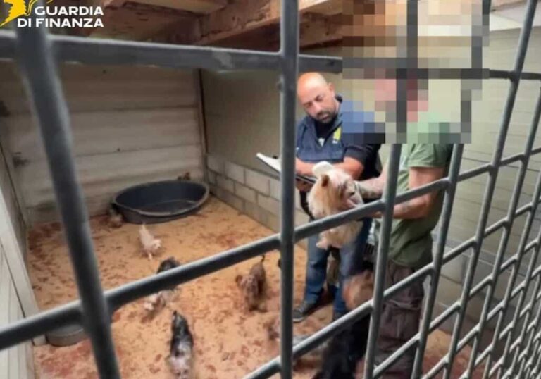 A Varese scoperto un allevamento abusivo di cani, due denunce per maltrattamenti