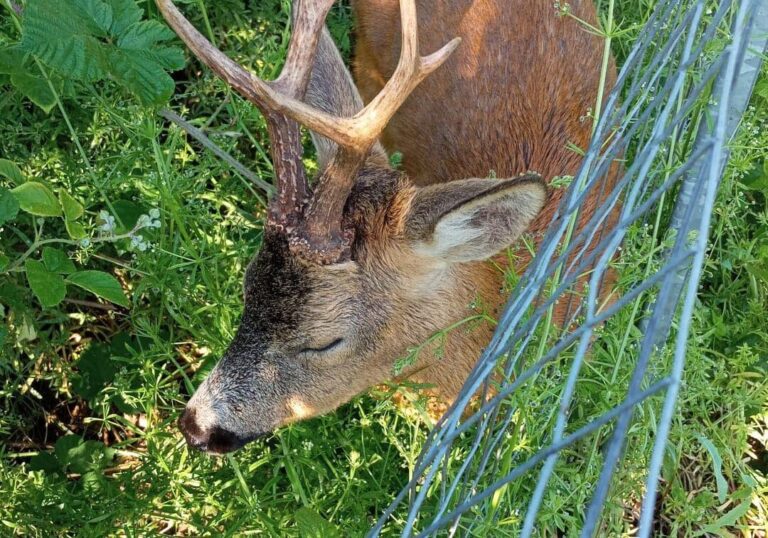 Pavia, capriolo in difficoltà salvato dal Parco del Ticino e dalla Polizia Provinciale